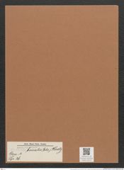 Navicula borealis (Ehr.) Kuetz. (de-Toni-Nr.: Genus 1, Species 36) Zeichnungen Sammlung Grunow Mappe 00029 (Herbarium_W_Grunow_drawings_Folder_00029)